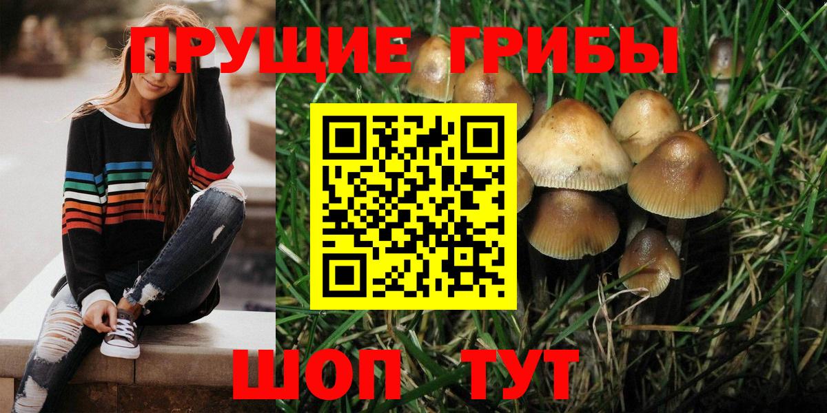 Черкесск  Галлюциногенные грибы Psilocybe  Вход с VPN 